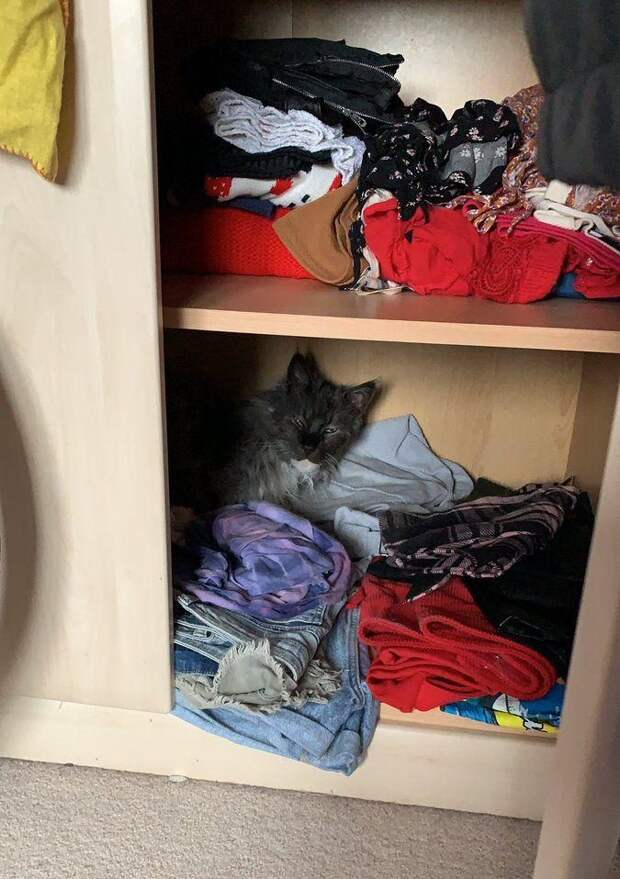 Смешными фото кошек которые понимают, что такое карантин
