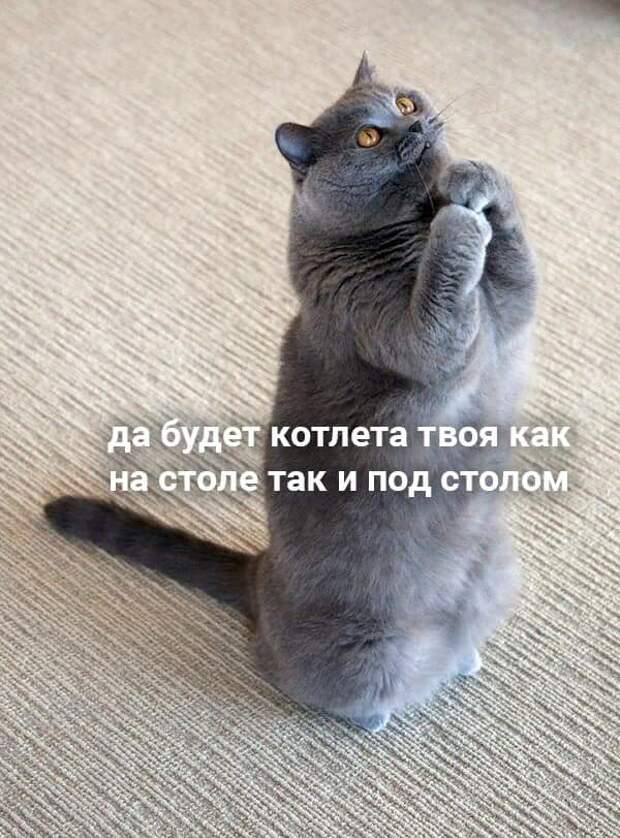 На изображении может находиться: кот
