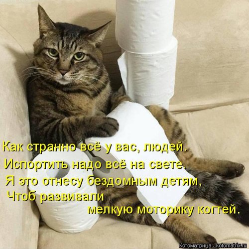 Свежая котоматрица (22 шт)