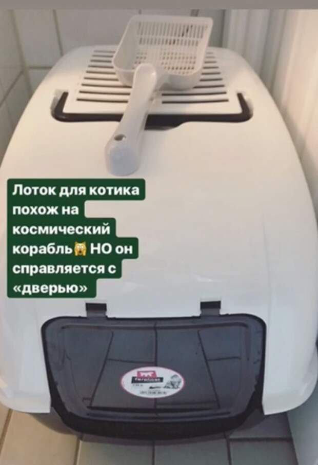 Детские сады для котов и тест на пригодность к роли хозяина: как заполучить себе бездомного котенка в Швеции