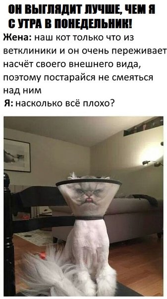 Прикольные комментарии и СМС-диалоги (22 фото)