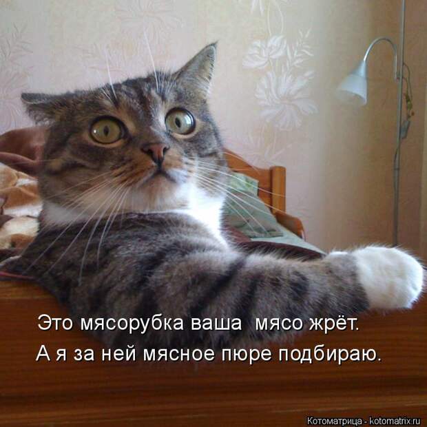 Котоматрица: А я за ней мясное пюре подбираю. Это мясорубка ваша  мясо жрёт.