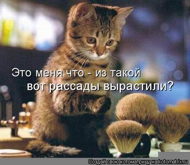 Лучшие котоматрицы недели (50 фото)