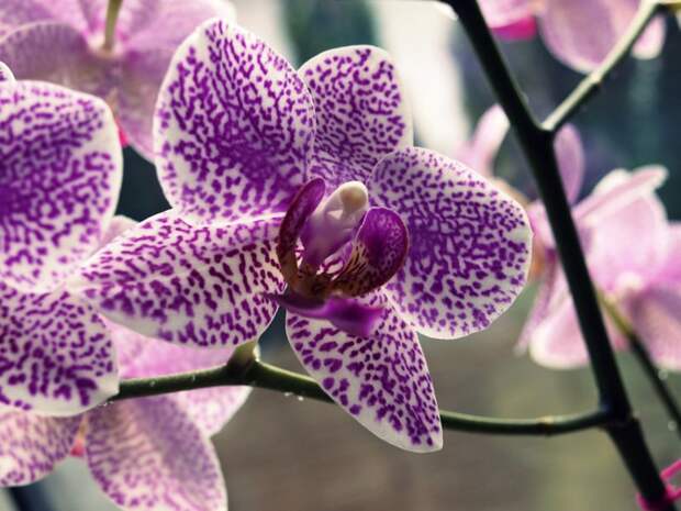 Орхидеи орхидеи, природа, растения, тропики, факты, цветы