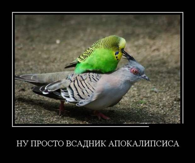 Демотиваторы на субботу (30 фото)