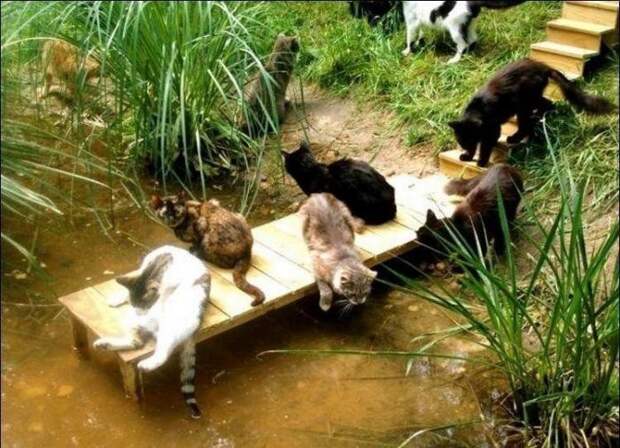 Кошачий рай животные, своими руками