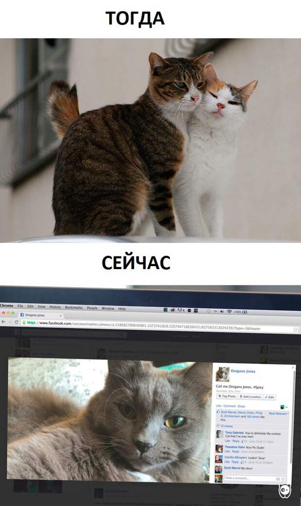 Как изменилась жизнь котов с появлением современных технологий животные, прикол