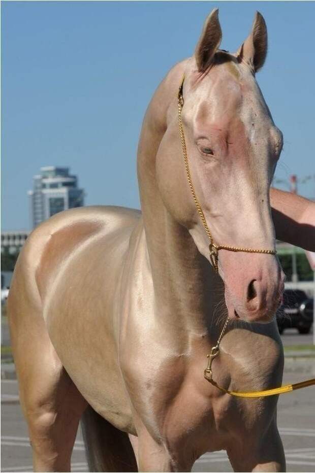 Самая редкая и удивительная масть лошадей - Изабелловая, или Кремовая. (5 фото)
