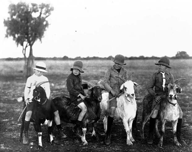 Наездники на козлах. Квинсленд, Австралия, 1920 год.