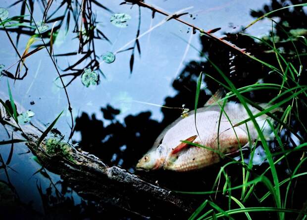 Власти немецкого Шведта назвали катастрофой массовую гибель рыбы на реке Одер