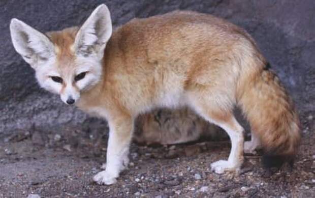 Фенек (Vulpes zerda)