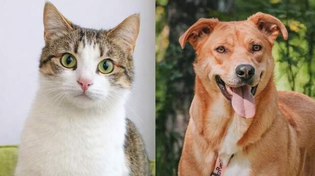 Котопёс недели: возьмите из приюта солнечную собаку Катару или нежнейшую кошку Кики