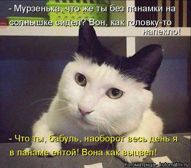 Забавные котоматрицы