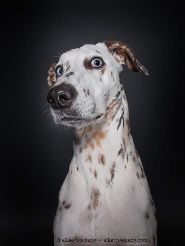 dogs-questioning-the-photographers-sanity__605