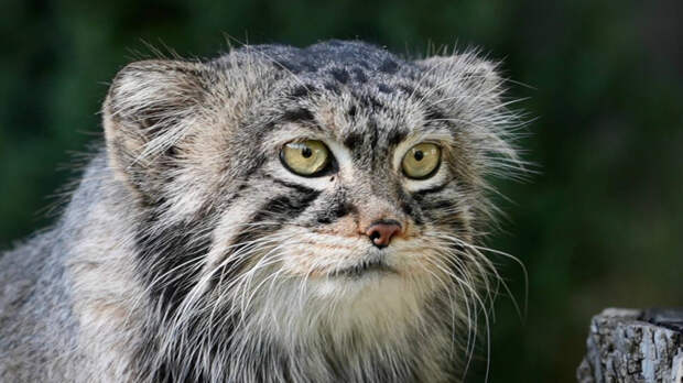 Московский манул Тимофей остался без невесты из Польши