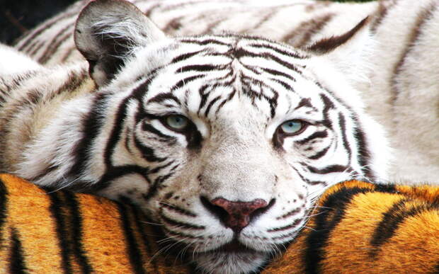 10 интересных фактов о тиграх! Белый тигр, Факты о тиграх, животные, коты, тигры, факты