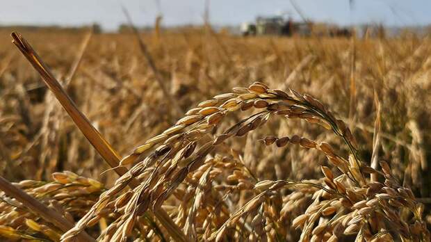 Эксперты уверены, что больше всего от пошлин ЕС на зерновые пострадают европейцы