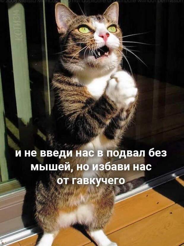 На изображении может находиться: кот