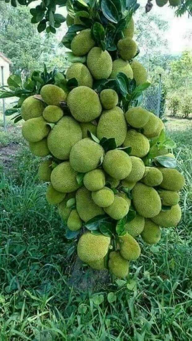 Невероятное плодовое изобилие на фото