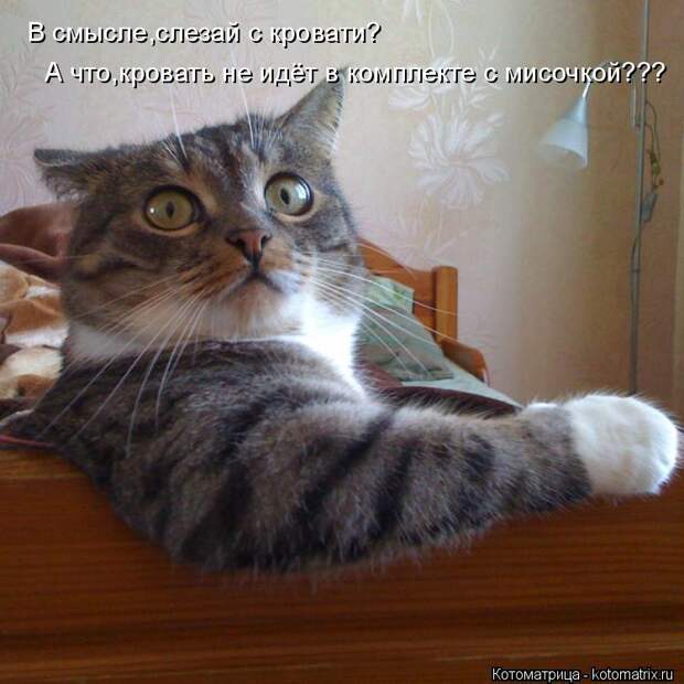 Котоматрица: В смысле,слезай с кровати?  А что,кровать не идёт в комплекте с мисочкой???