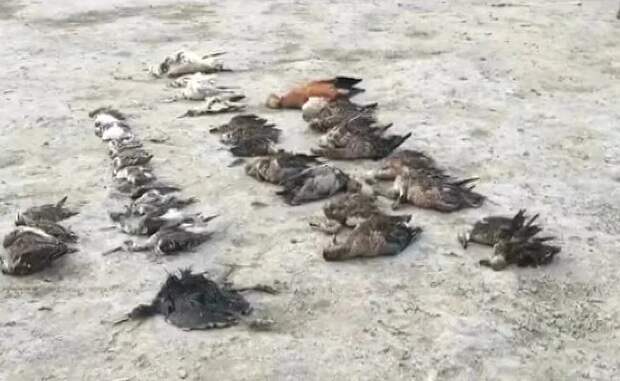 В районе озера Самбхар в Индии погибли более десяти тысяч птиц