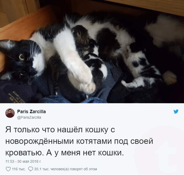 Парень нашел под кроватью кошку и новорожденных котят, хотя питомцев у него не было!