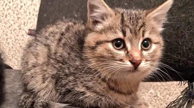 Кошку звали Масюлька