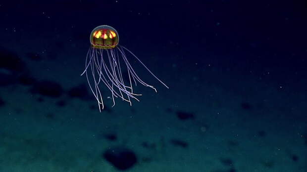 Новые загадочные существа со дна Марианской впадины животные, интересно знать, океан, факты
