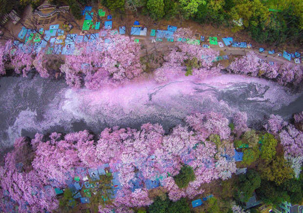Река, окрашенная в розовый цвет из-за лепестков сакуры. Фото: Danilo Dungo.