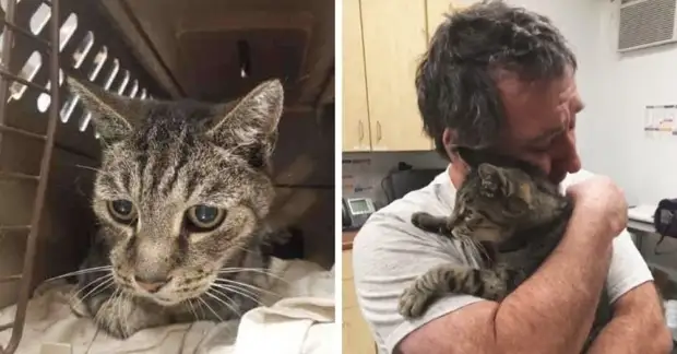Мужчина год искал своего котика. Они встретились спустя 7 лет, и это очень трогательно