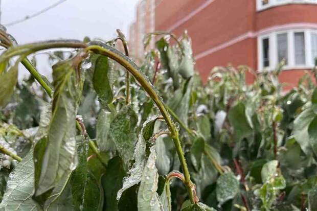 Синоптики предупредили: в Москву идут заморозки