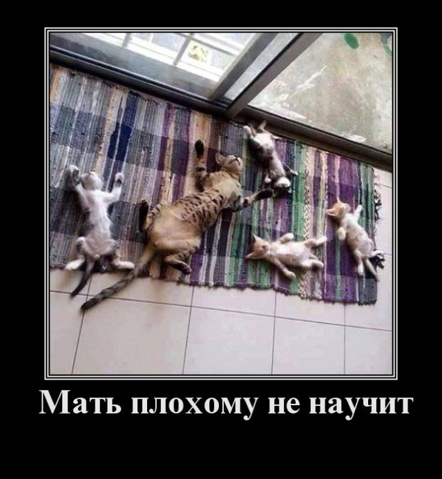 Демотиваторы