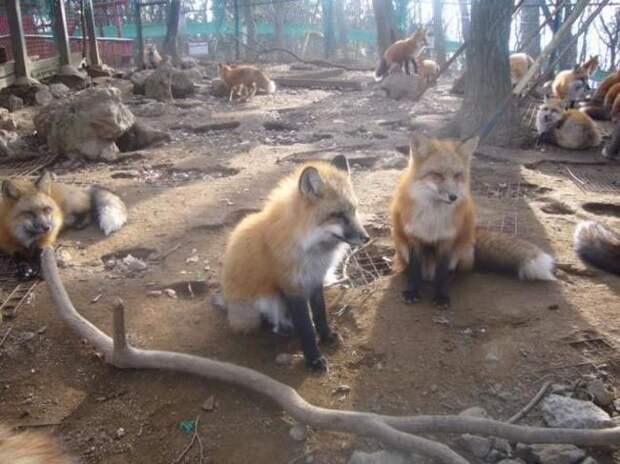 Zao Fox Village, заповедник Zao Fox Village, где можнл поиграть с лисицами, заповедник с лисицами, японский заповедник с лисицами