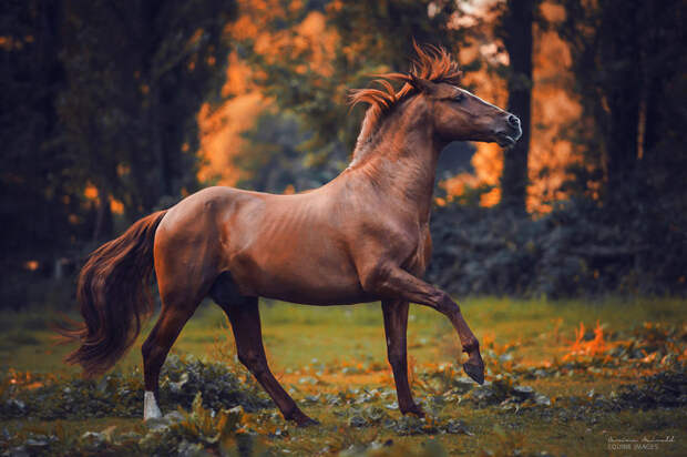 Лошади, которые дали девушке-фотографу силы жить искусство, лошади, фотография