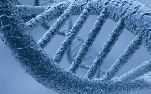 Обнаружены гены, активизирующиеся после смерти
