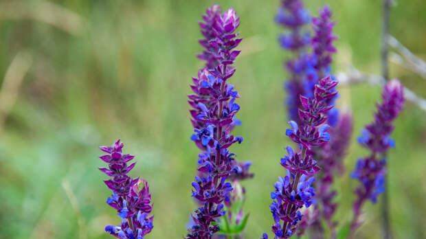 Срок за грядку: россиян предупредили об ответственности за выращивание шалфея