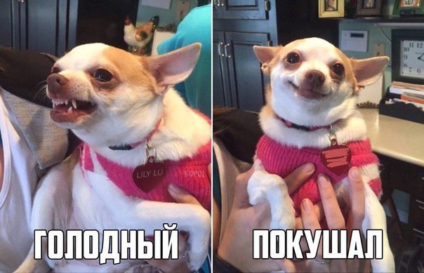 Прикольные картинки. Вечерний выпуск (60 фото) Прикольные картинки. Вечерний выпуск (60 фото)