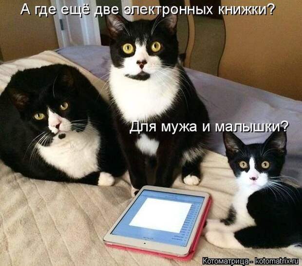 Лучшие котоматрицы недели (50 фото)