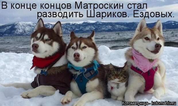 Лучшие котоматрицы недели (50 фото)