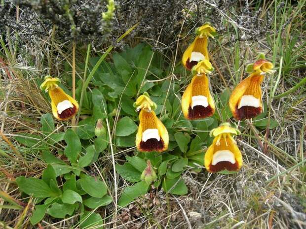 Кальцеолярия одноцветковая (Calceolaria uniflora)