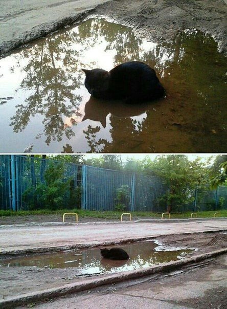 Прикольные картинки