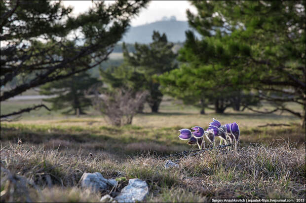 Весенние цветы на склонах Ай-Петри