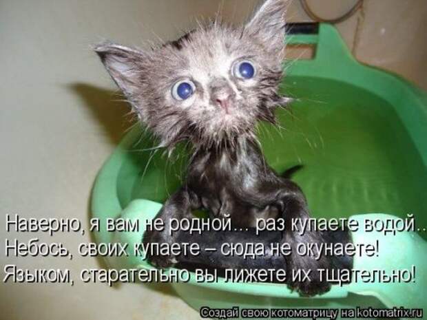 Новая котоматрица (36 фото)