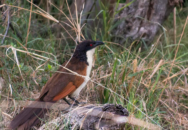 Меднохвостая кукушка (copperytailed coucal)