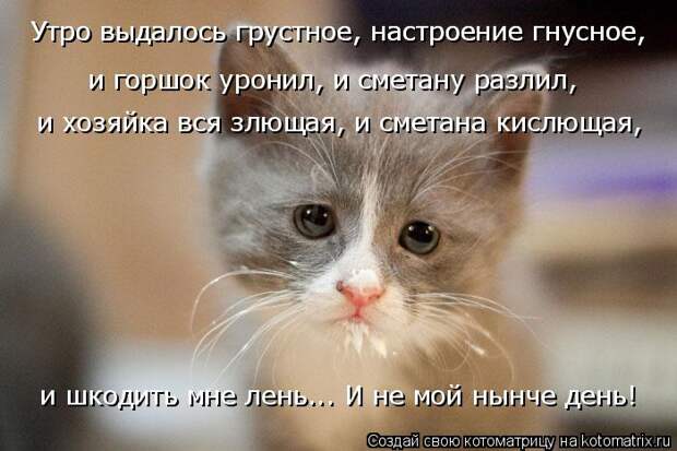 Котоматрица: и горшок уронил, и сметану разлил, и хозяйка вся злющая, и сметана кислющая, и шкодить мне лень... И не мой нынче день! Утро выдалось грустное, ?