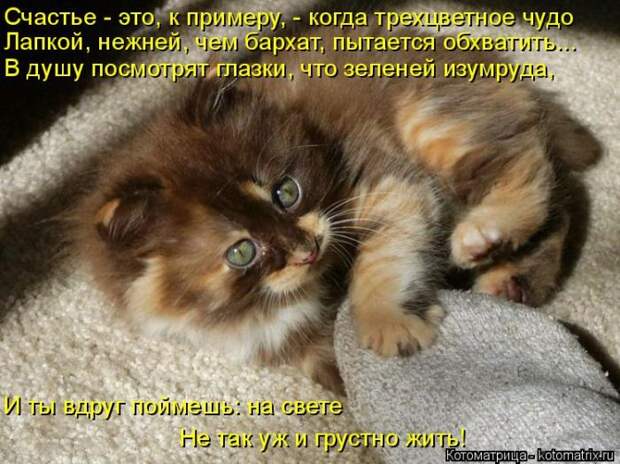 Лучшие котоматрицы недели (50 фото)