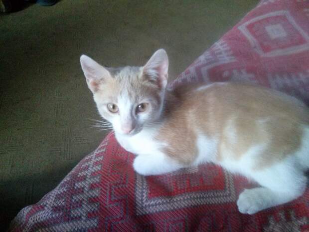 кот