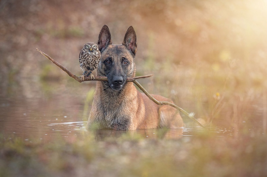 557805-900-1458032069-ingo-else-dog-owl-friendship-tanja-brandt-8