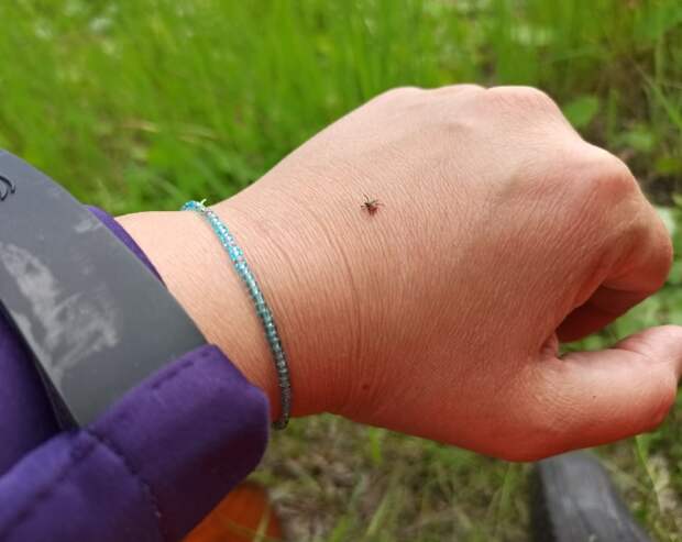 Во Владимирской области за неделю пять человек пострадали от укусов клещей