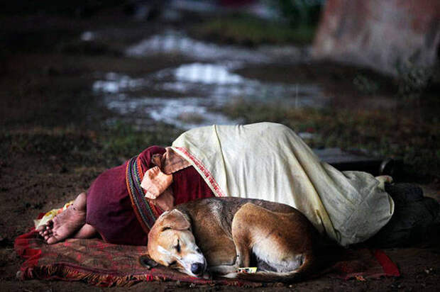 dogs_dont_care_about_money_all_they_need_is_love_640_25